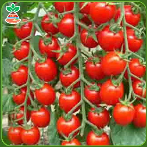F1 cherry tomato bunch seeds